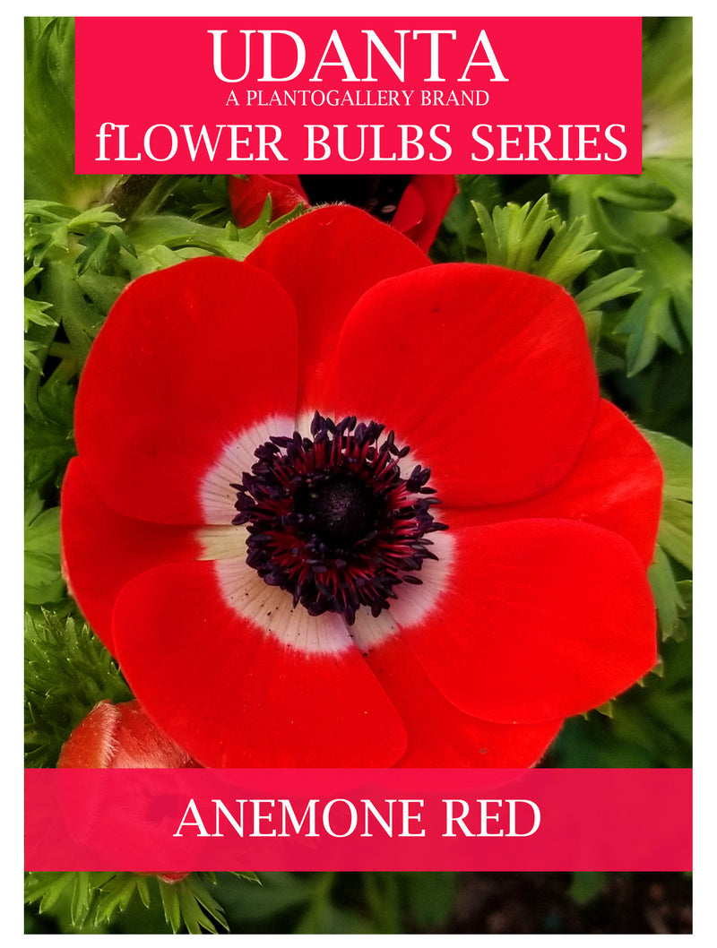 Plantogallery  Anemone Imported Red Color Flower Bulbs Pack Of 5