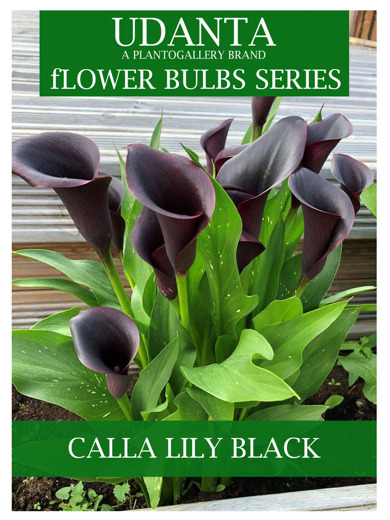 Calla Lily Flower Bulbs Pack Of 3 For Summer season By Plantogallery