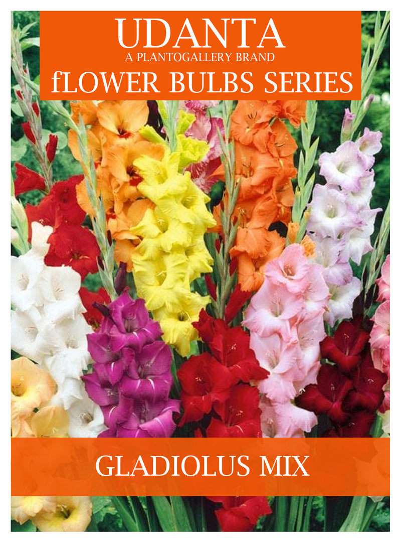 Gladiolus Flower Bulbs Pack Of 15 By Plantogallery