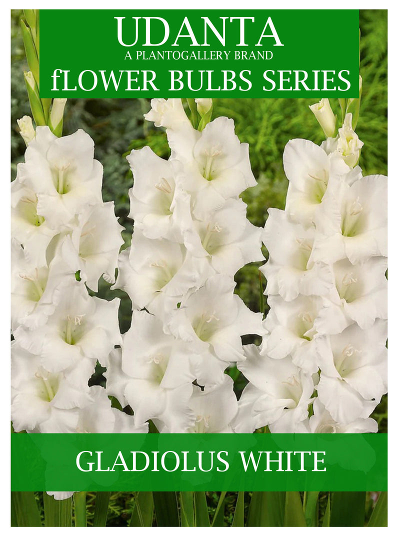 Gladiolus Double Petal White Imported Flower Bulbs - Pack of 10 By Plantogallery
