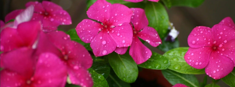 5 Plants That Will Thrive In Your Monsoon Garden