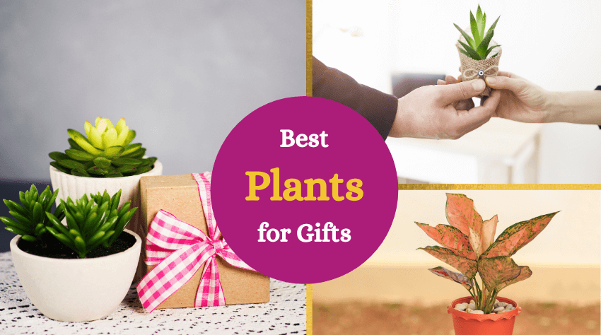 5 Incredibly Useful GIFT PLANT FOR FESTIVAL CELEBRATION