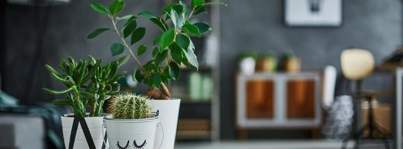These 5 House Plants Will Keep Your House Cool In Summers