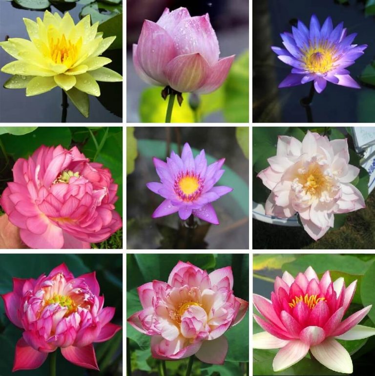 Plantogallery Lotus Flower Seeds For Home Gardening Pack Of 10 Seeds