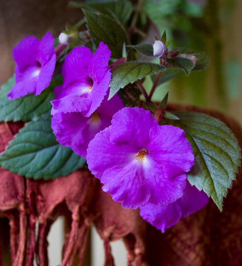 achimenes-purple-flower-bulbs