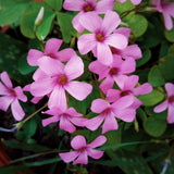 Plantogallery  I Oxalis Pink Imported Flower Bulbs Pack Of -5