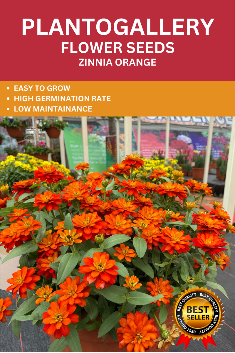 Plantogallery  Zinnia Orange Color Flower Seeds