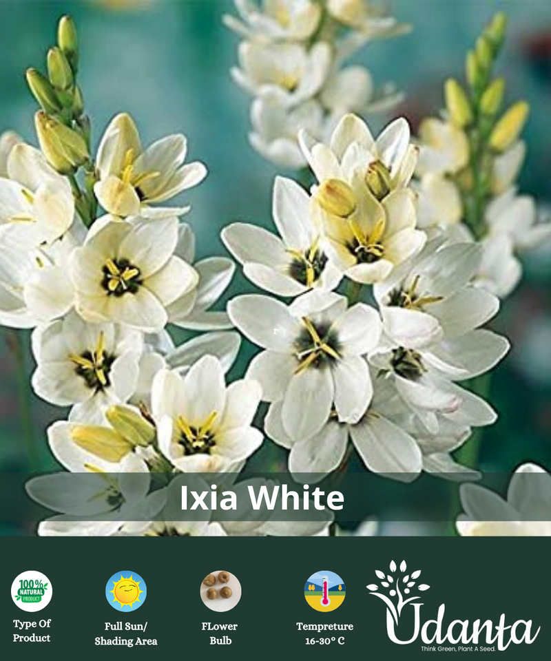 Plantogallery  Ixia (White color)  Flower Bulbs | Pack of 5 Flower Bulbs