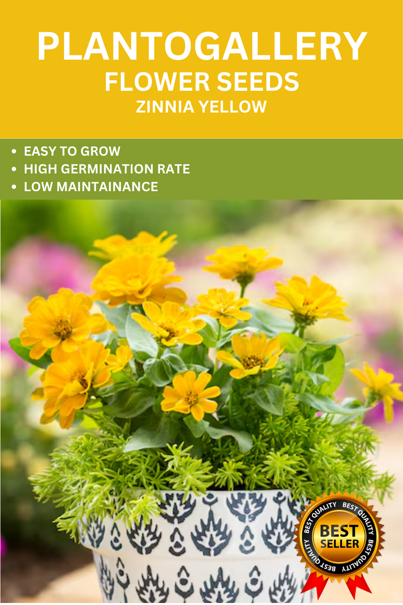 Plantogallery Zinnia Yellow Color Flower Seeds