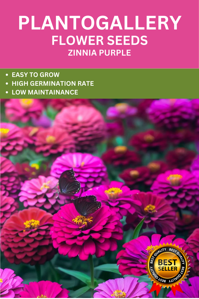 Plantogallery Zinnia Purple Color Flower Seeds