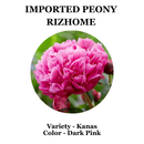 Imported Peony Flower Bulbs ( Kanas)  | Buy Original Peony Bulbs Online – Plantogallery