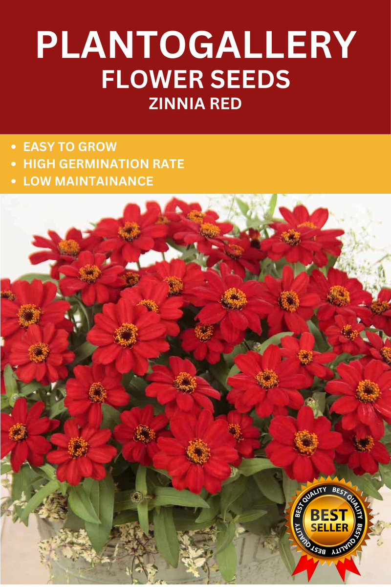 Plantogallery  Zinnia Red Color Flower Seeds