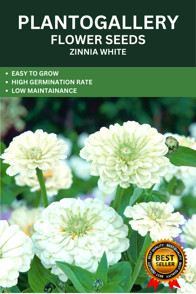 Plantogallery Zinnia White Color Flower Seeds