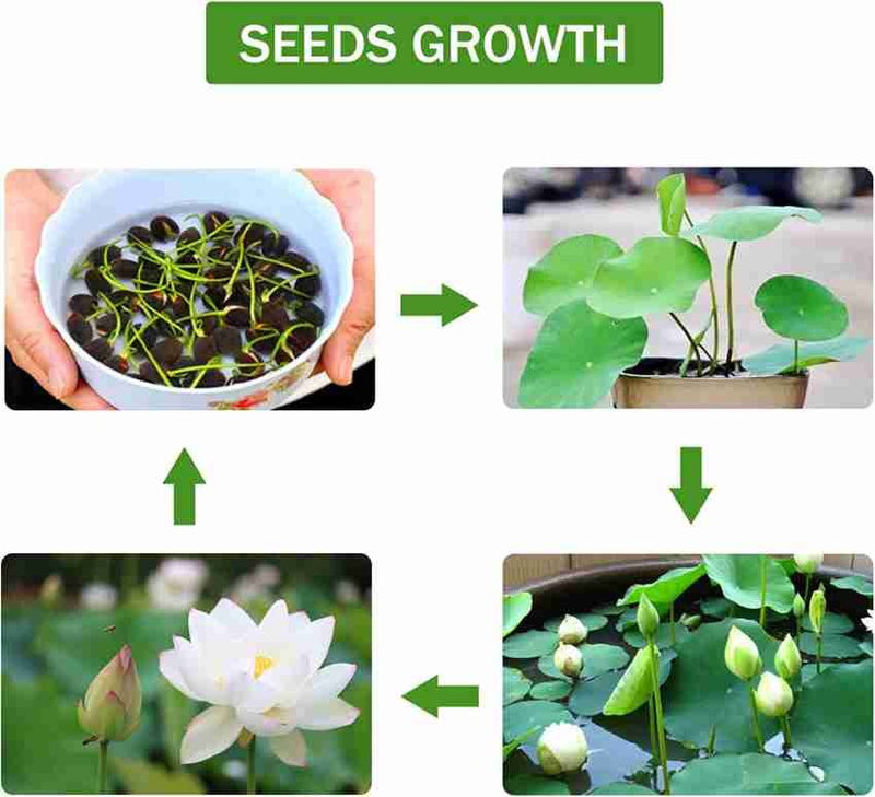 Plantogallery Lotus Flower Seeds For Home Gardening Pack Of 10 Seeds