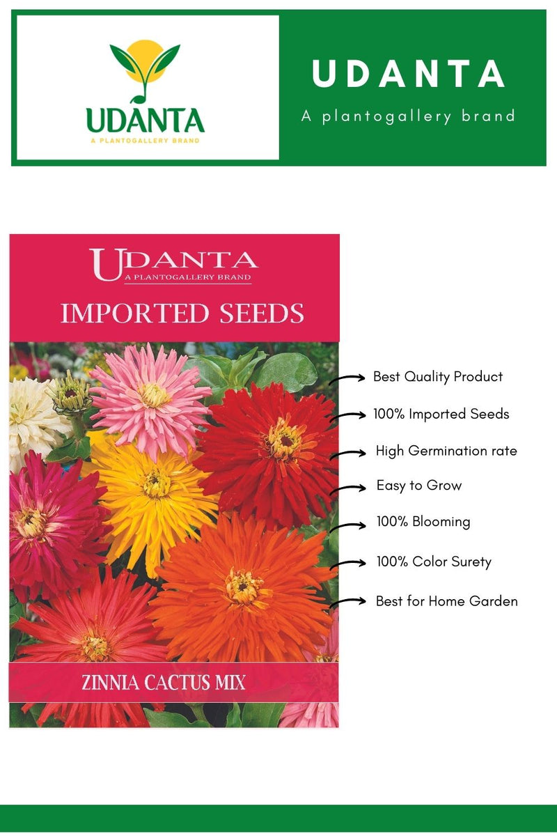 Udanta Imported Flower Seeds - Zinnia Cactus Flower Seeds For Summer Garden - Qty 3Gm (Mix) Pack of 5 Pkt