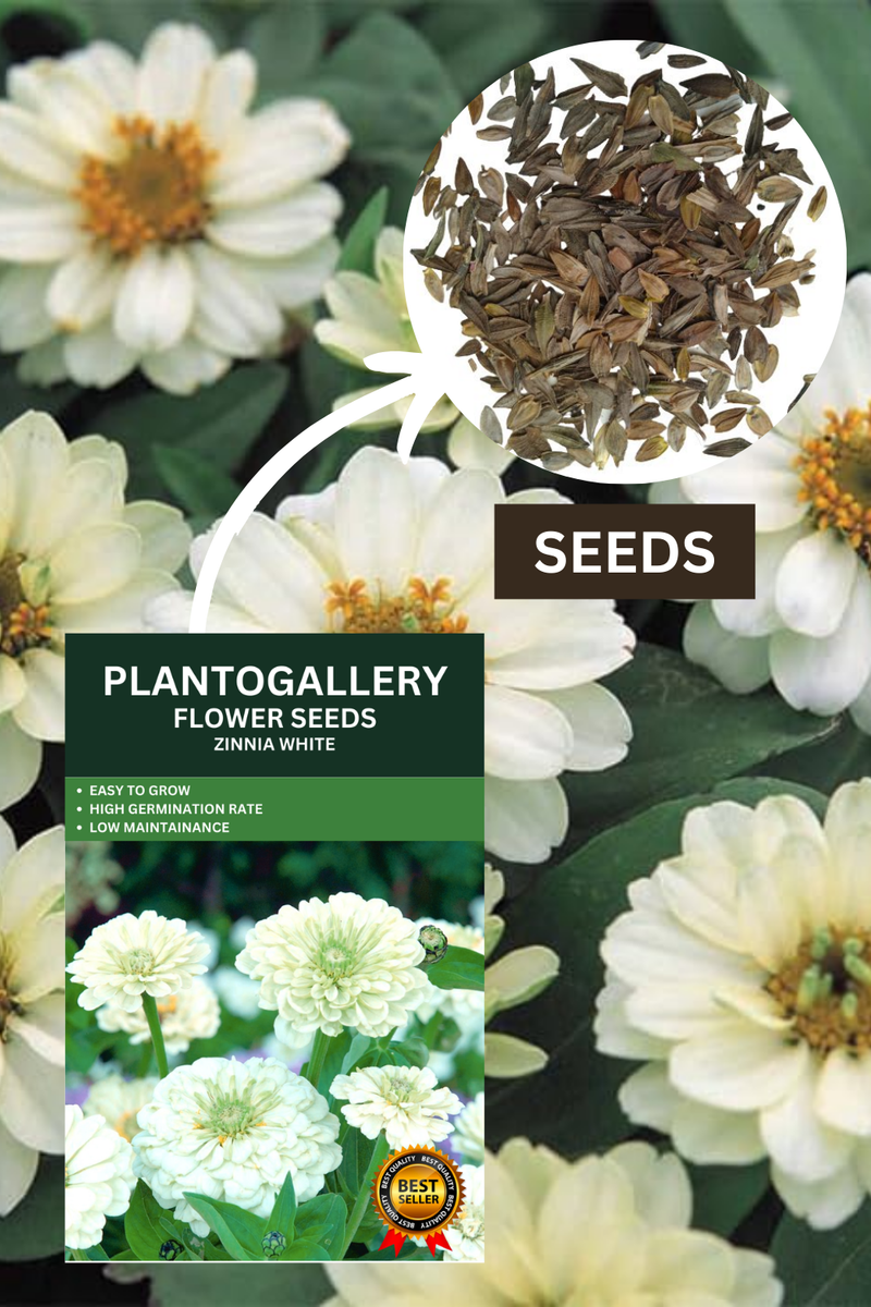 Plantogallery Zinnia White Color Flower Seeds