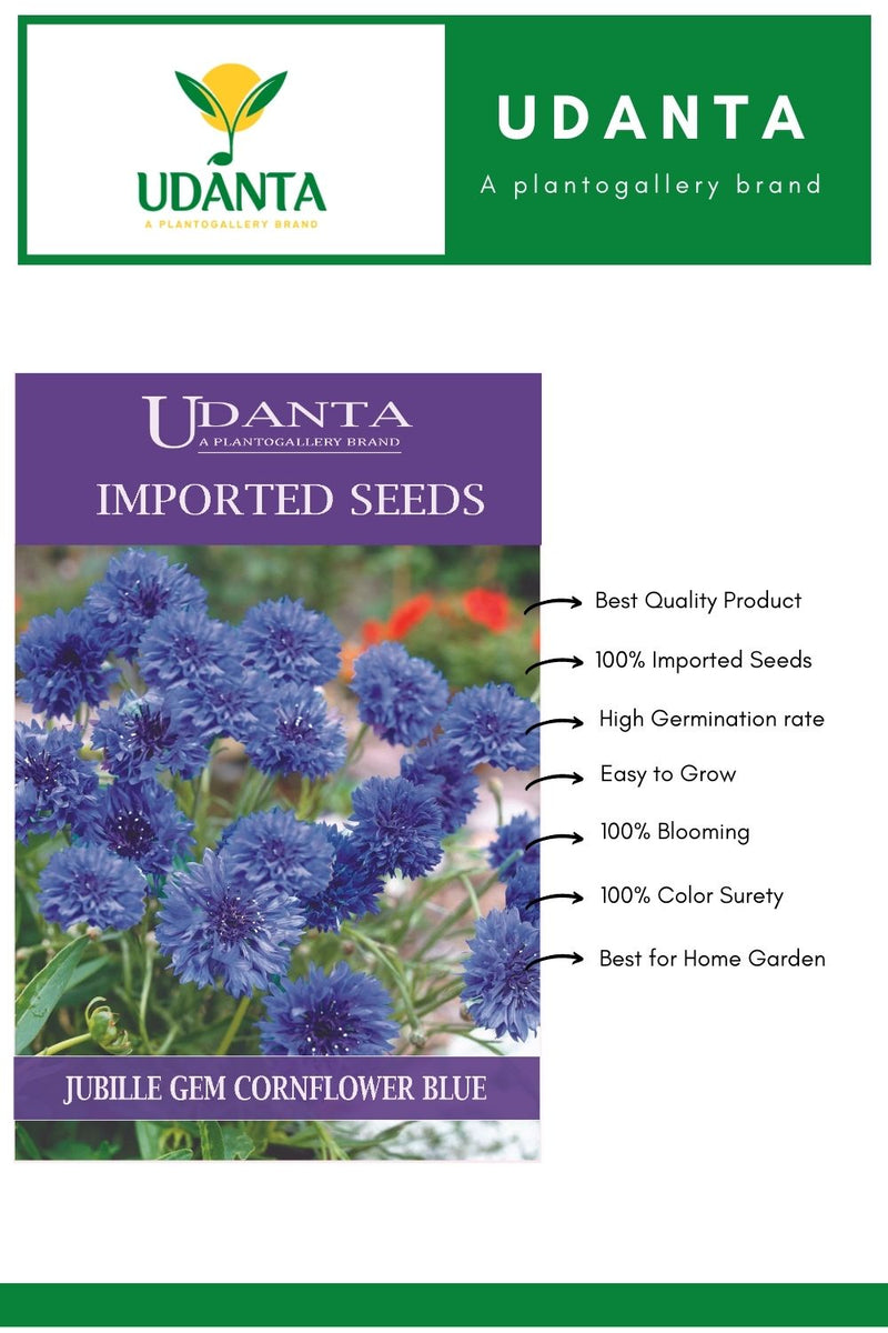 Udanta Imported Flower Seeds - Fiordaliso Jubilee Gem Cornflower Winter Flower Seeds - Qty 2Gm (Blue) Pack of 5 Pkt