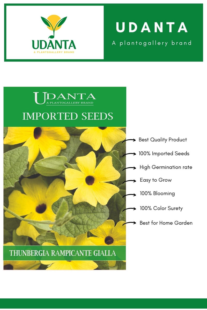 Udanta Imported Flower Seeds - Thunbergia Rampicante Gialla Perennial Flower Seeds - Qty 2Gm (Mix) Pack of 5 Pkt