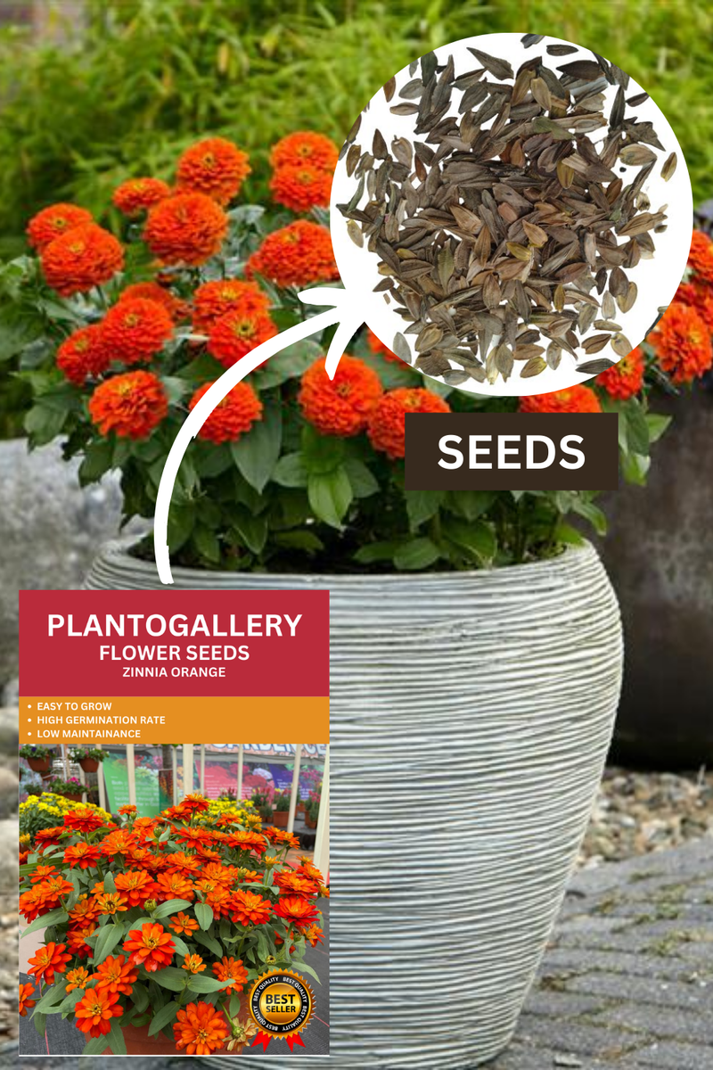 Plantogallery  Zinnia Orange Color Flower Seeds