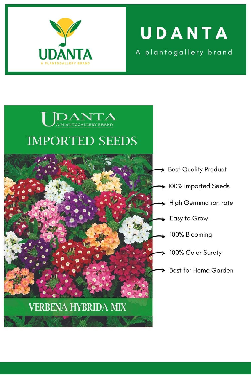 Udanta Imported Flower Seeds - Verbena Hybrida Variety Flower Seeds For Winter Season - Qty 100+ Seeds (Mix) Pack of 2 Pkt