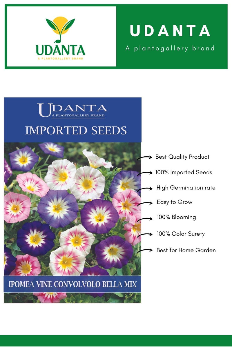 Udanta Imported Flower Seeds - Ipomea Creeper Convolvolo Bella Giorno All Aseason Flower Seeds - Qty 5Gm (Mix) Pack of 2 Pkt