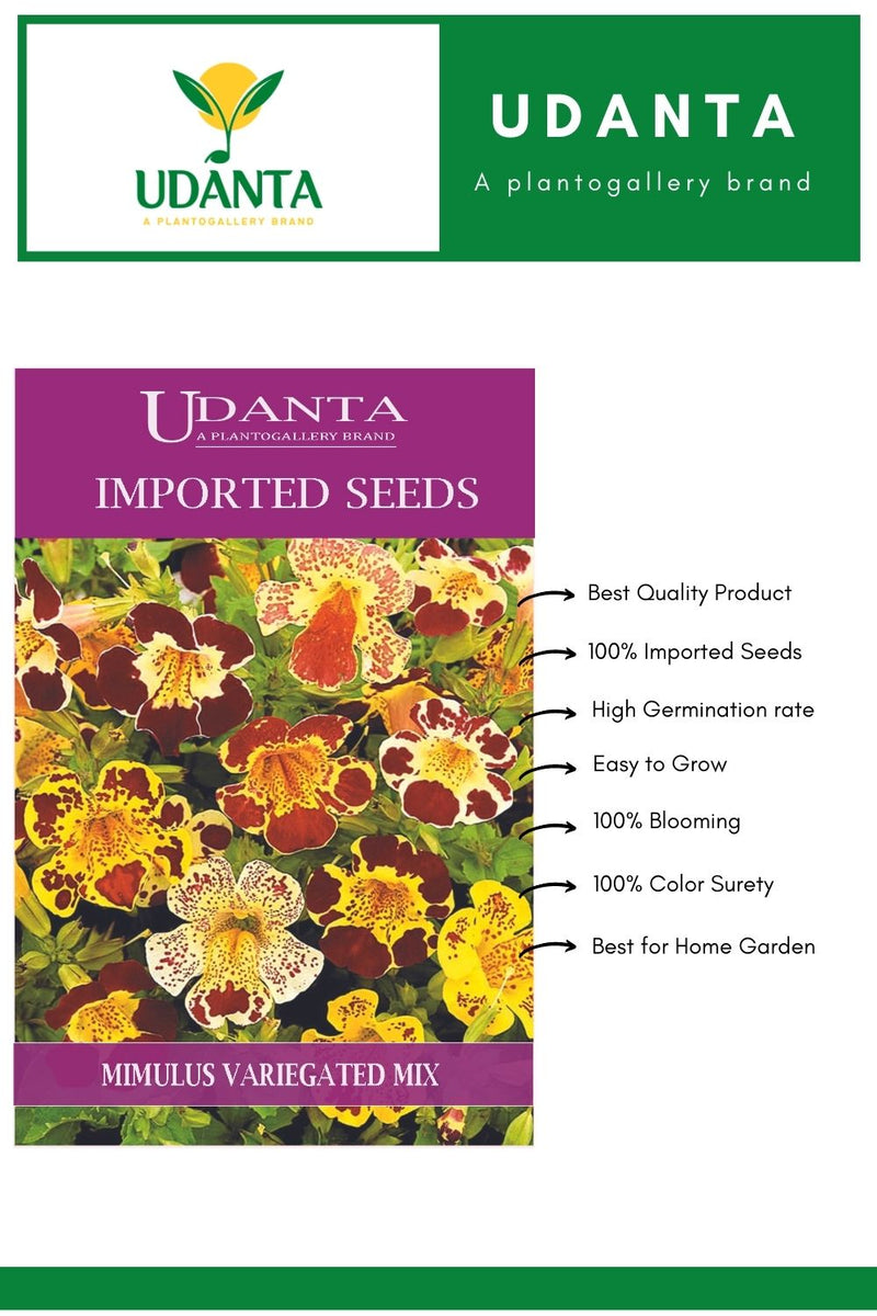 Udanta Imported Flower Seeds - Mimolo Mimulus Variegated Flower Seeds - Qty 1Gm (Mix) Pack of 5 Pkt