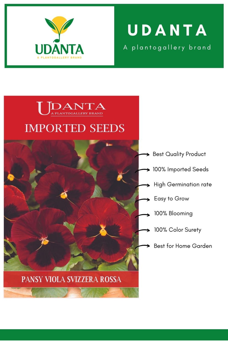 Udanta Imported Flower Seeds - Butterfly Pansy Viola Del Pansiero Gigante Svizzera Rossa Winter Flower Seeds - Qty - 0.8Gm (Red) Pack of 5 Pkt