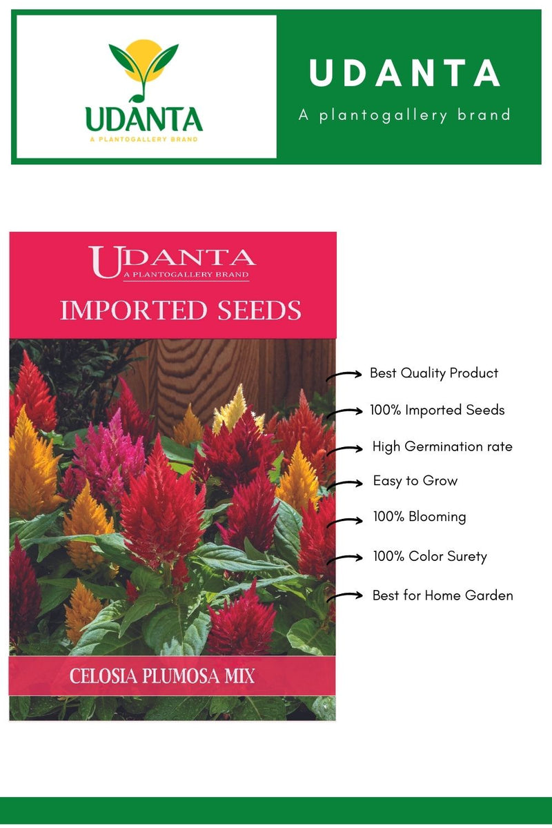 Udanta Imported Flower Seeds - Celosia Plumosa Perennial Flower Seeds - Qty 1.6Gm (Mix) Pack of 5 Pkt