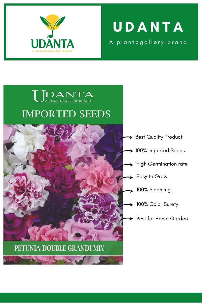 Udanta Imported Flower Seeds - Petunia Double Doppia Grandi Winter Flower Seeds - Qty 0.1Gm (Mix) Pack of 2 Pkt