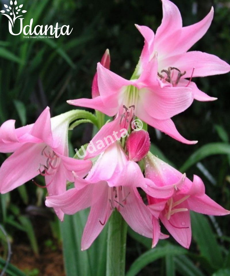 Crinum Lily Scented Flower Bulbs For All Season - Pack Of 5 Bulbs (Pink) By Plantogallery