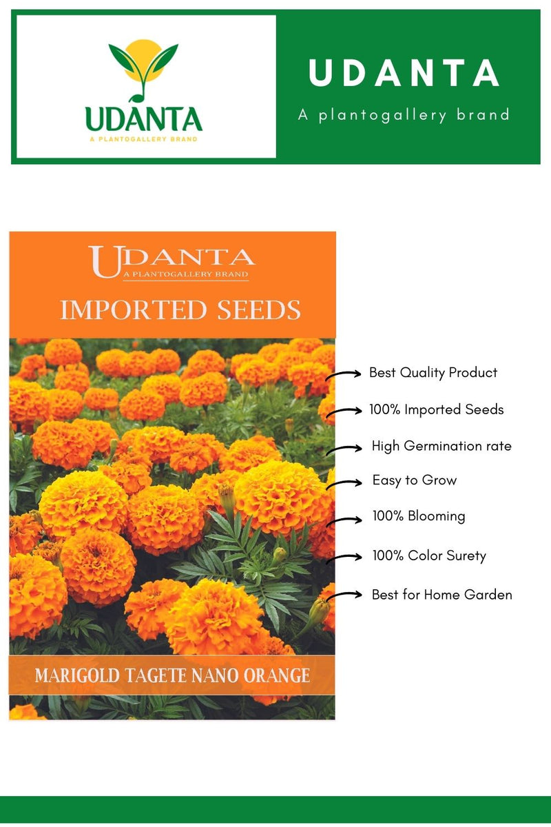 hybrid-marigold-flower-seeds
