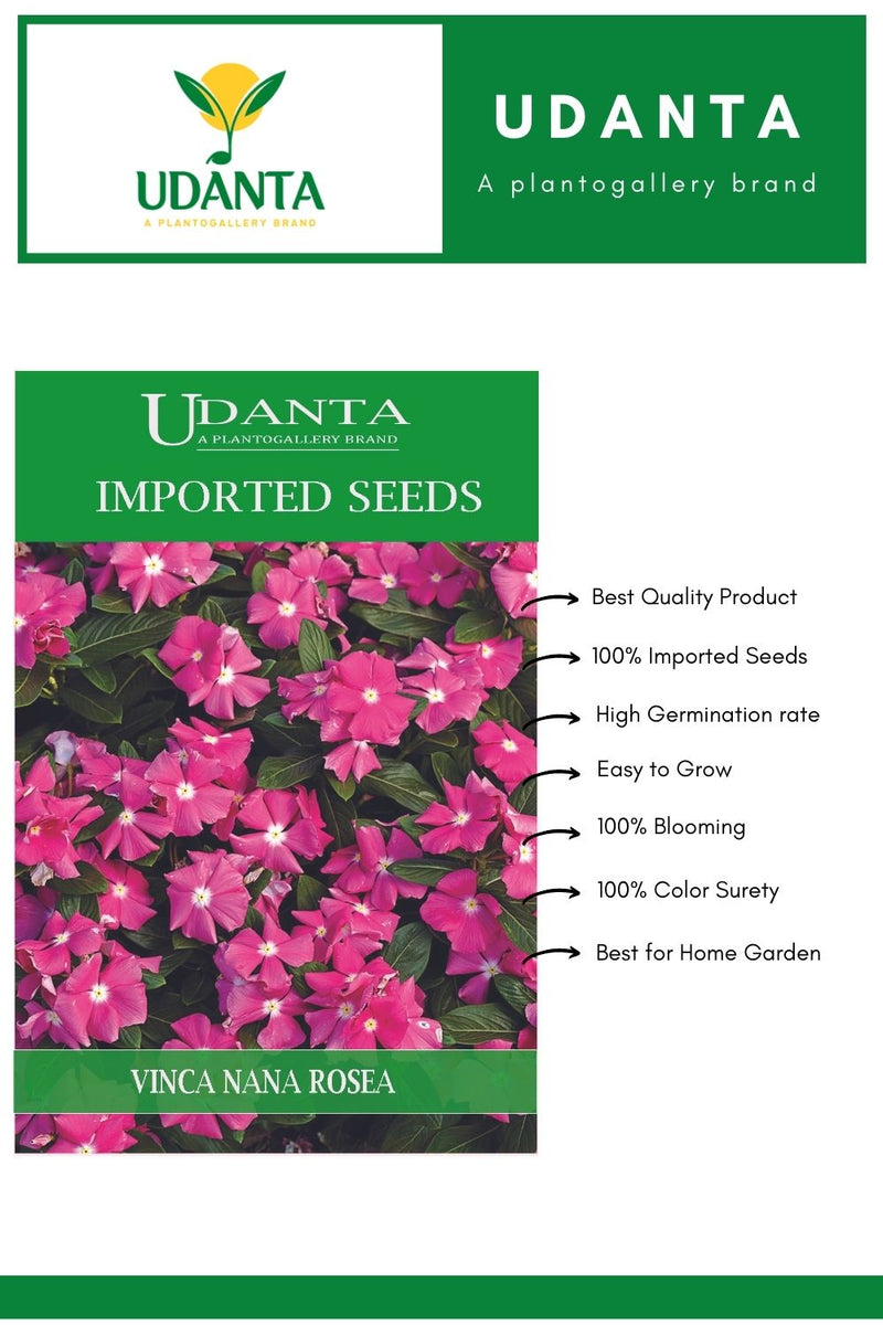 Udanta Imported Flower Seeds - Sadabahar Vinca Nana Rosa Flower Seeds For Perennial Gardening - Qty 0.5Gm (Rose Pink) Pack of 5 Pkt
