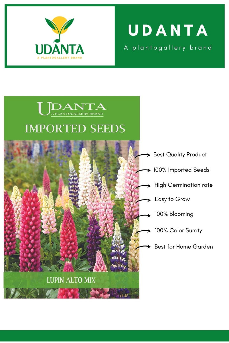 lupin-seeds