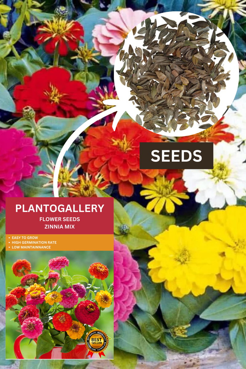 Plantogallery Zinnia Mixed Color Flower Seeds