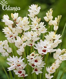 Plantogallery  Ixia (White color)  Flower Bulbs | Pack of 5 Flower Bulbs