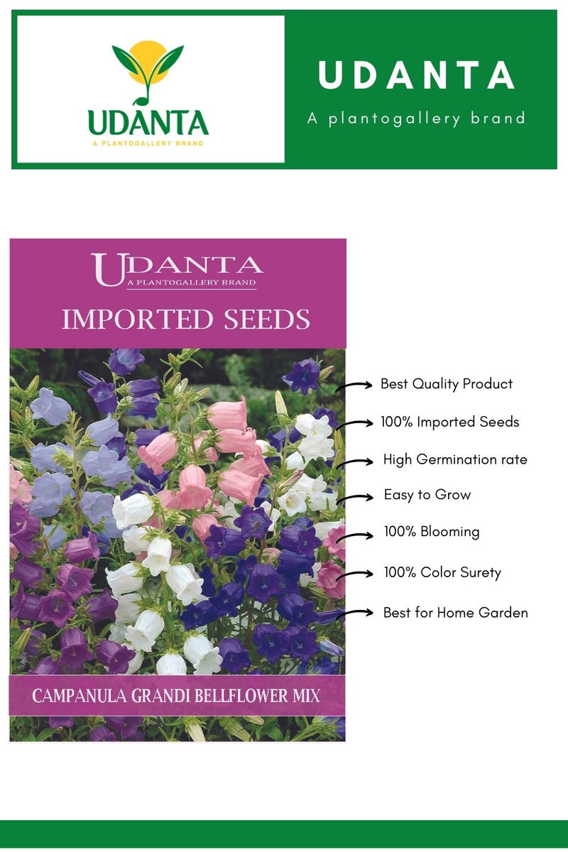 Udanta Imported Flower Seeds - Campanula Grandi Fiori Bellflowers For Home Gardening Flower Seeds - Qty 2Gm (Mix) Pack of 5 Pkt