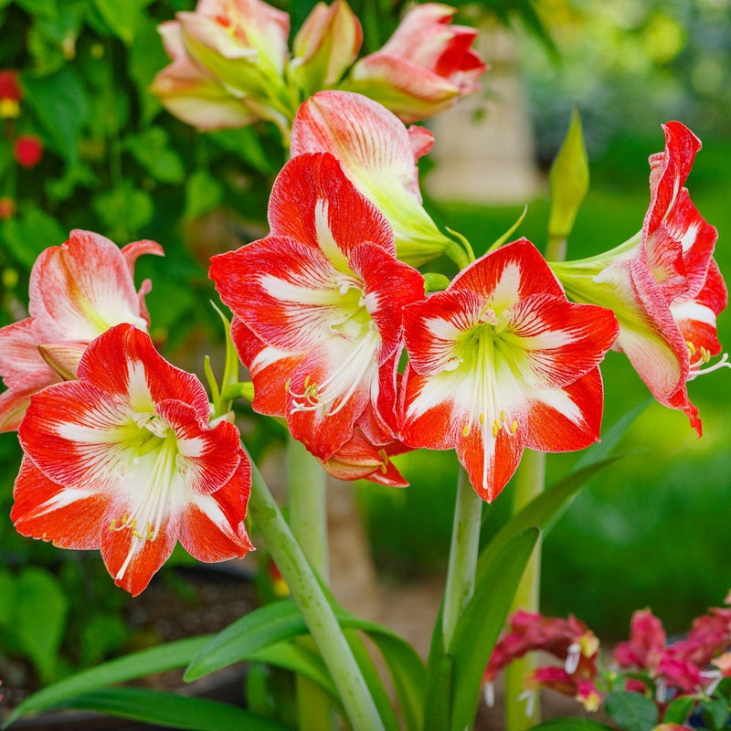 Plantogallery  I Amaryllis Lily Single Multi-color Flower Bulbs Pack Of 5