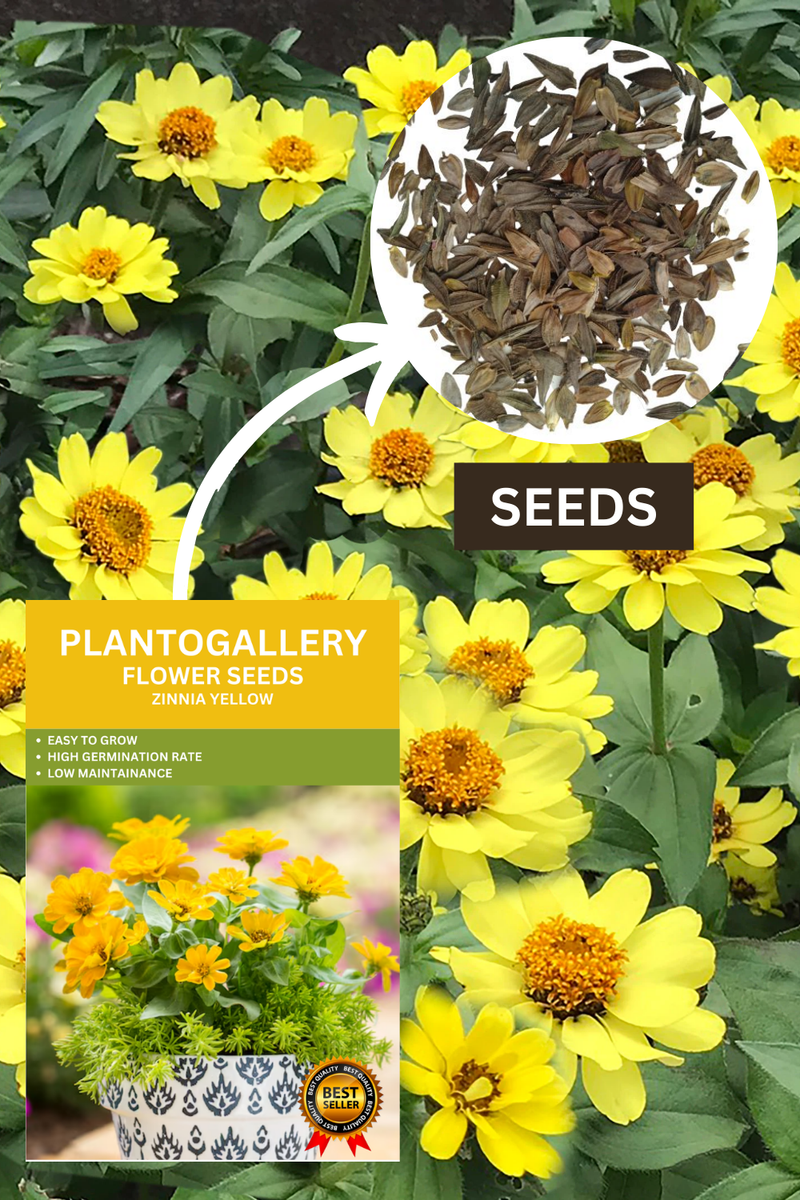 Plantogallery Zinnia Yellow Color Flower Seeds