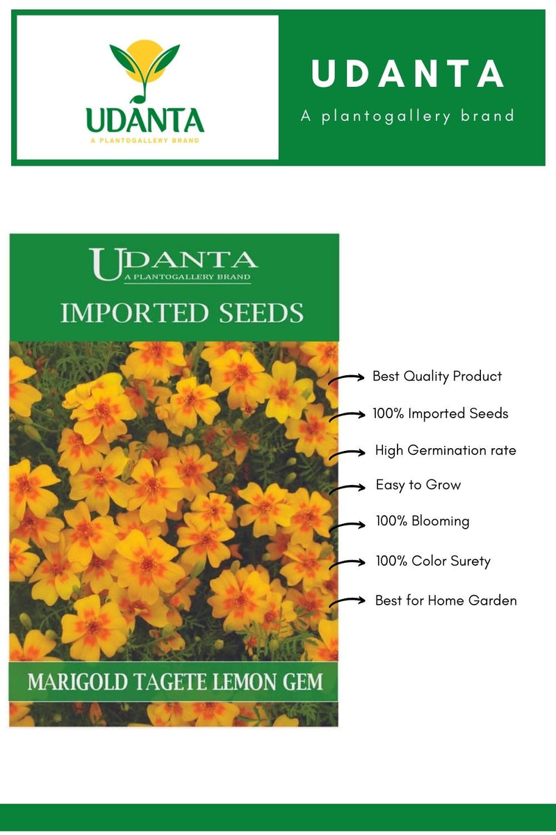 Udanta Imported Flower Seeds - Marigold Tagete Tenuifolia Lemon Gem For Perennial Gardening Flower Seeds - Qty 0.2Gm Pack of 2 Pkt