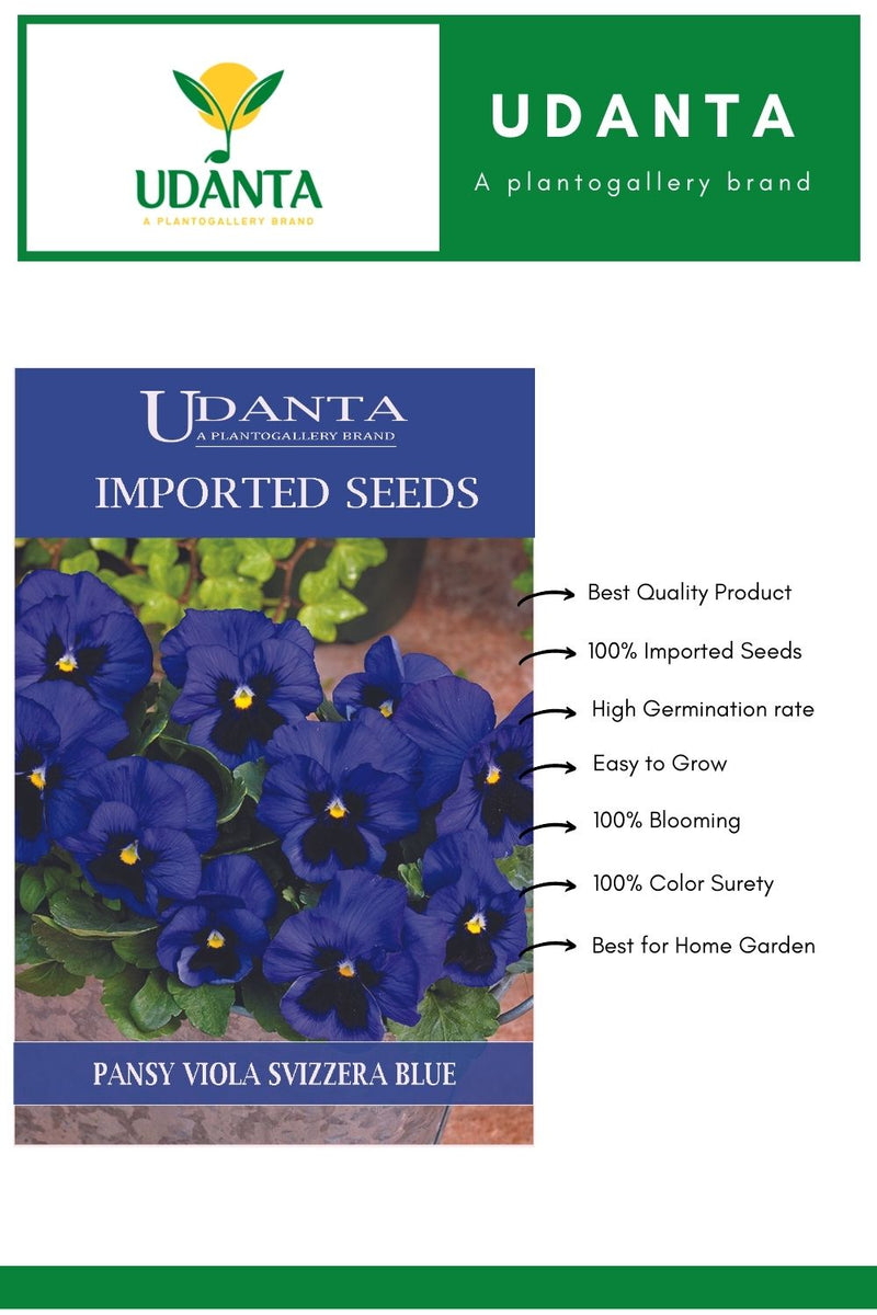 Udanta Imported Flower Seeds - Butterfly Pansy Viola Del Pensiero Giagante Svizzera Blu Imported Flower Seeds - Qty 0.8Gm (Blue) Pack of 2 Pkt
