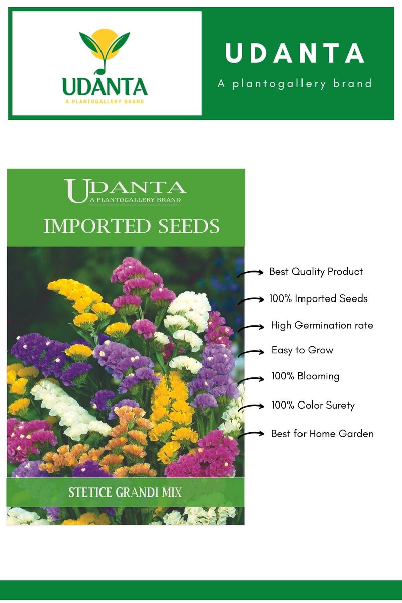 stetice flower seeds for home gardening