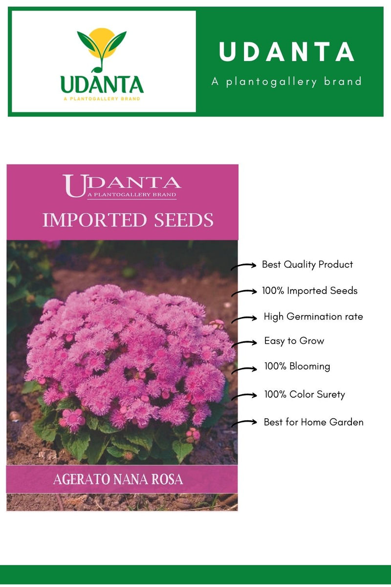Udanta Imported Flower Seeds - Ageratum Agerato Nano Rosa Flower Seeds - Qty 0.5Gm (Pink) Pack of 2 Pkt