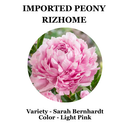 Imported Peony Flower Bulbs ( Kanas)  | Buy Original Peony Bulbs Online – Plantogallery