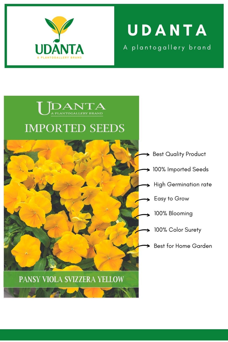 Udanta Imported Flower Seeds - Butterfly Pansy Viola Del Pensiero Giagante Svizzera Flower Seeds - Qty 0.8Gm (Yellow) Pack of 5 Pkt