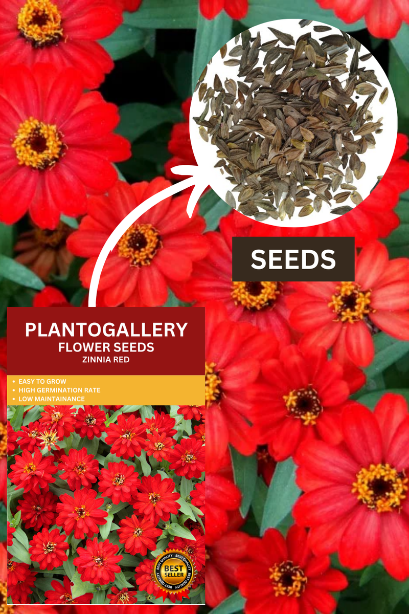 Plantogallery  Zinnia Red Color Flower Seeds