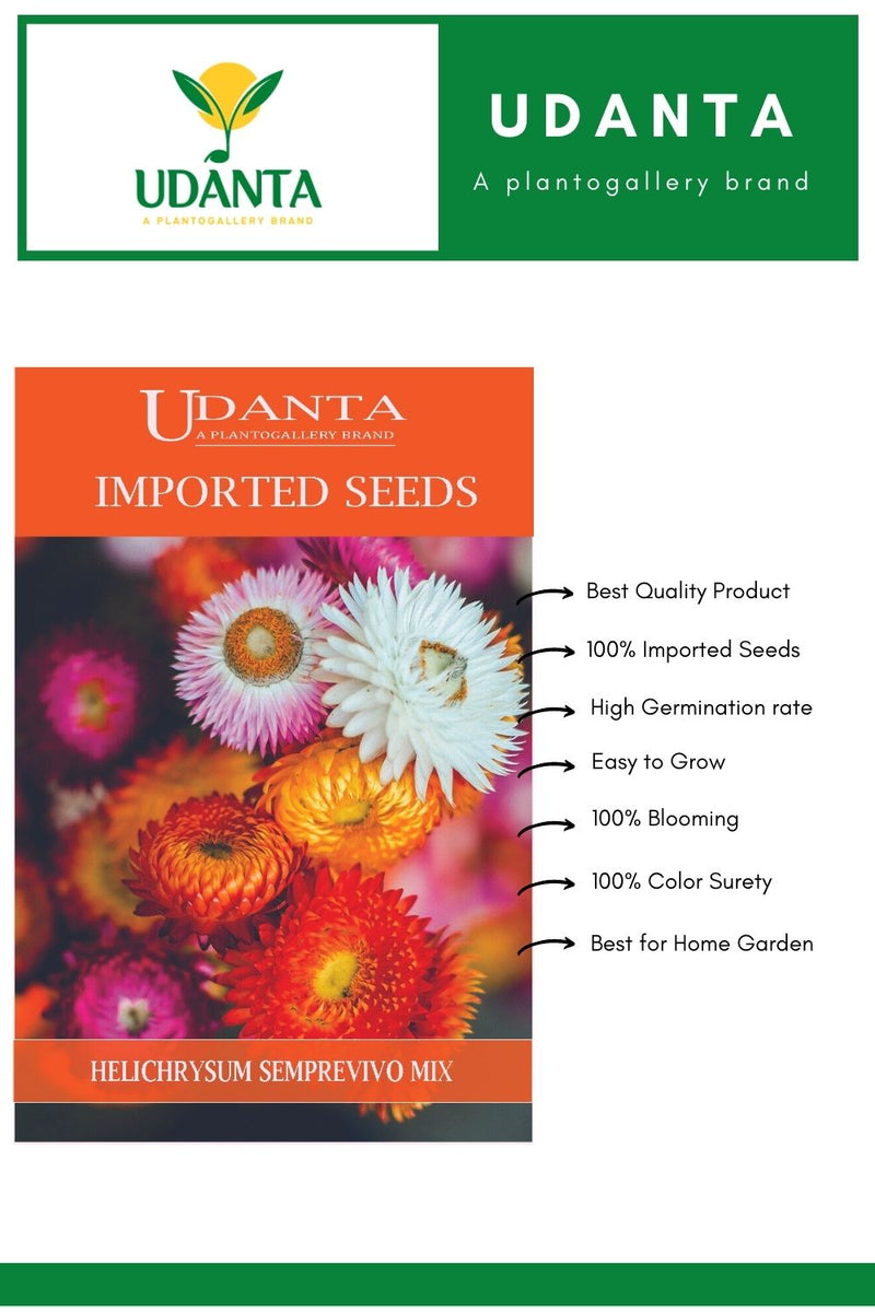 Udanta Imported Flower Seeds -  Elicriso Semprevivo - Helichrysum Flower Seeds For Gardening - Qty 1.5Gm (Mix) Pack of 5 Pkt
