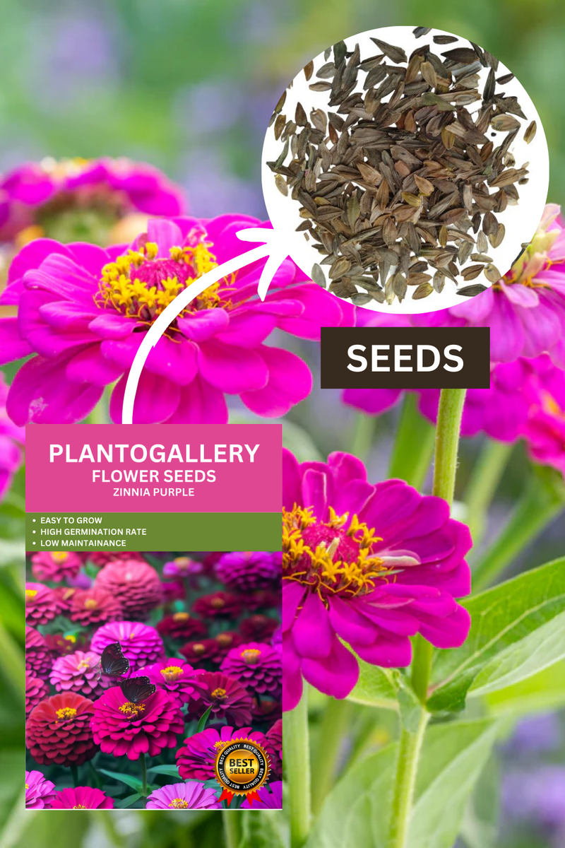 Plantogallery Zinnia Purple Color Flower Seeds