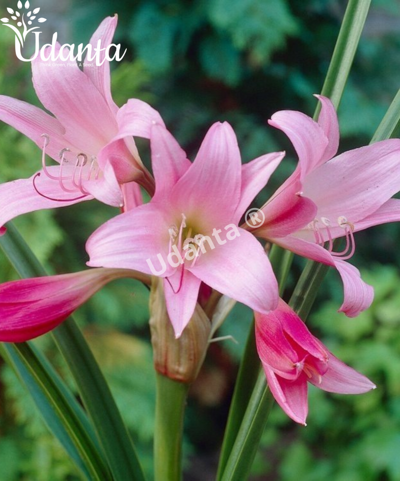 Crinum Lily Scented Flower Bulbs For All Season - Pack Of 5 Bulbs (Pink) By Plantogallery
