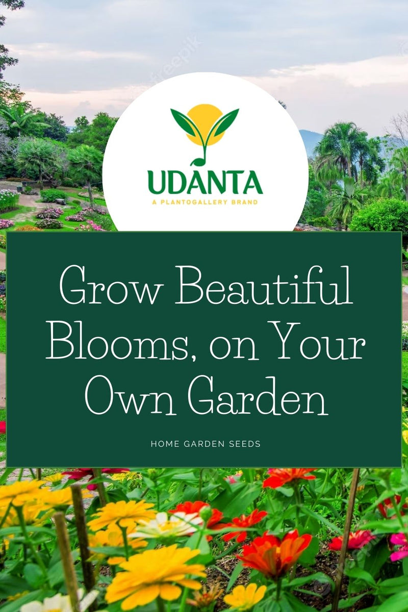 Udanta Imported Flower Seeds - Marigold Tagete Gigante Fiori Pieno All Season Flower Seeds - 2.5Gm (Mix) Pack of 2 Pkt