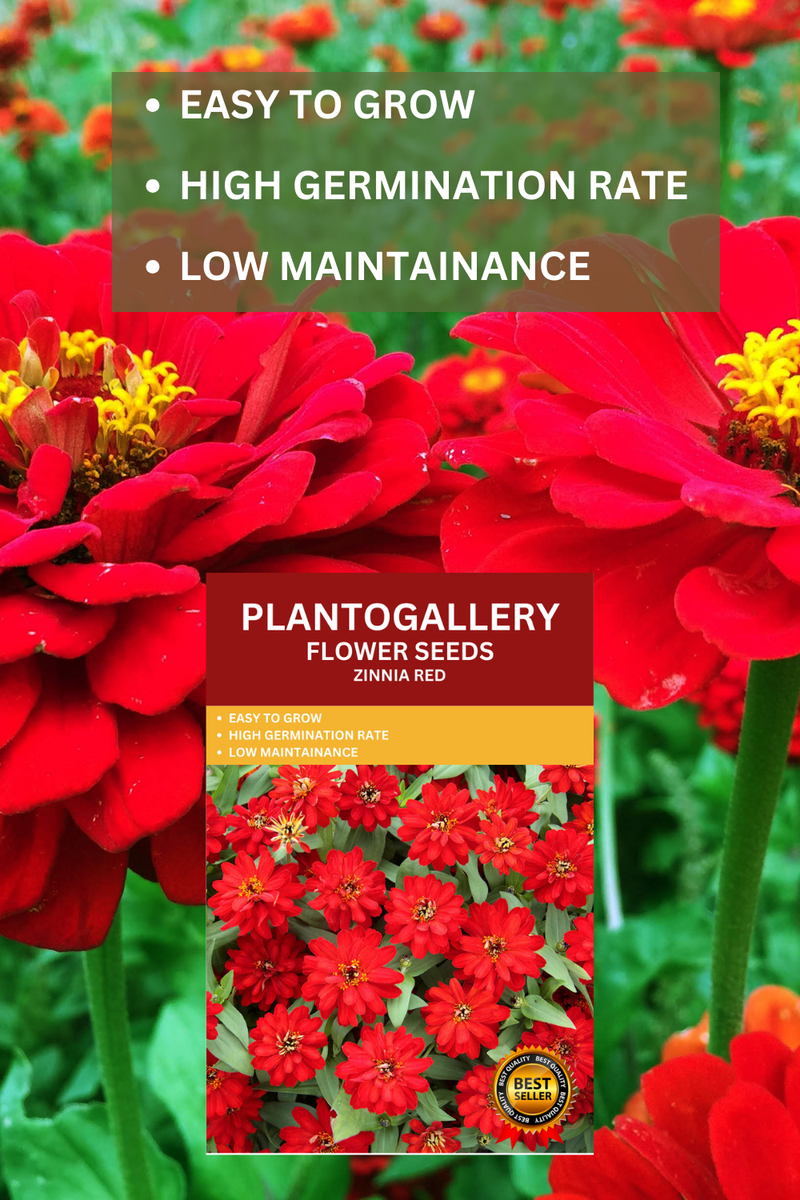 Plantogallery  Zinnia Red Color Flower Seeds